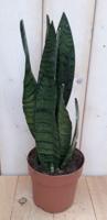 Kamerplant Vrouwentong Sansevieria donkergroen 30 cm - Warentuin natuurlijk Kamerplant Vrouwentong Sansevieria donkergroen 30 cm - Warentuin natuurlijk