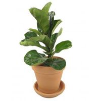 Vioolbladplant Ficus lyrata bambino XS kamerplant in terracotta bloempot - thumbnail