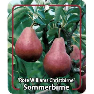 Pyrus Communis Rote Williams Christbirne - Oosterik home