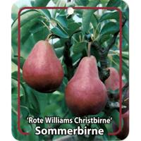 Pyrus Communis Rote Williams Christbirne - Oosterik home