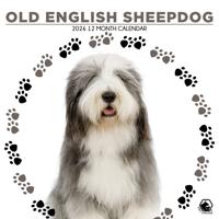 Old English Sheepdog Kalender 2026