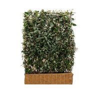 Mobilane Kant en klaar haag Elaeagnus Ebbingei 120x180cm. Mobilane Kant en klaar haag Elaeagnus Ebbingei 120x180cm.
