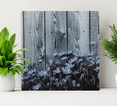Canvas bloemen Madeliefjebloem op grijze houten plank