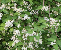 Kransspirea