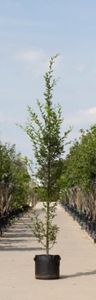 Zuil haagbeuk laagstam Carpinus betulus Fastigiata h 350 cm st. h 30 cm - Warentuin Natuurlijk