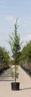 Zuil haagbeuk laagstam Carpinus betulus Fastigiata h 350 cm st. h 30 cm - Warentuin Natuurlijk - thumbnail