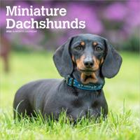 Miniatuur Teckel Kalender 2026