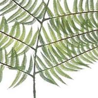 Fern branche lt green 145 cm kunstbloem Erutan Avon - Erutan avon