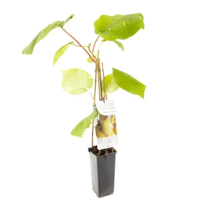 Kiwi plant Actinidia Jenny - Zelfbestuivende kiwi