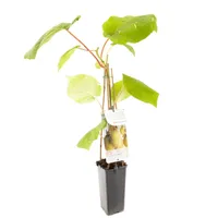 Kiwi plant Actinidia Jenny - Zelfbestuivende kiwi
