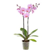 Roze Orchidee (Phalaenopsis 2 tak) - P 12 cm Roze Orchidee (Phalaenopsis 2 tak) - P 12 cm