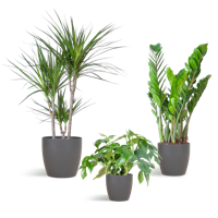 Schaduw Plantenbox - medium - met vibers pot grijs