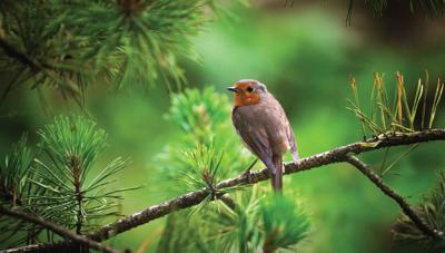 Roodborst tak 130x70cm Tuinschilderij - Customize it