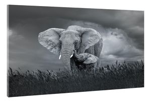 Karo-art Schilderij - Moeder en baby olifant, Zwart-Wit,  2 maten, Premium print