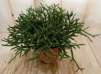 2 stuks! Kamerplant Coral Nature Rhipsalis Burchellii - Warentuin natuurlijk