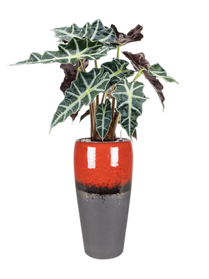 Alocasia 'Polly' in Amora