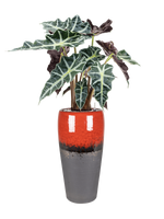 Alocasia 'Polly' in Amora - thumbnail