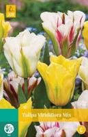 Tulipa viridiflora Mix - Jub
