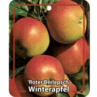 Malus Domestica Roter Berlepsch - Oosterik home
