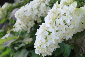 Eikenbladhortensia