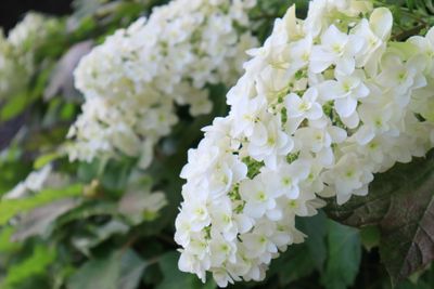 Eikenbladhortensia