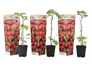 Set van 3 Frambozen planten