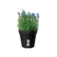 elho green basics growpot 17cm Binnen/buiten Plantenpot Vrijstaand Polypropyleen (PP) Zwart - thumbnail