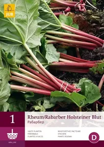 1 Rheum/Rabarber Holsteiner Blut