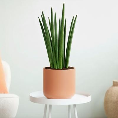 Sansevieria Cylindrica 'Straight' - Vrouwentong - P17 Sansevieria Cylindrica 'Straight' - Vrouwentong - P17