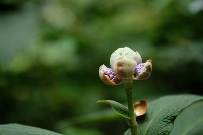 Hortensia