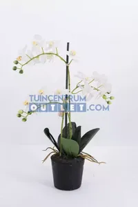 Phalaenopsis 3-tak - 63,5 cm