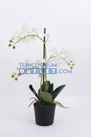 Phalaenopsis 3-tak - 63,5 cm - thumbnail