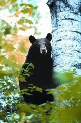 Bear (beer)