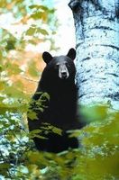 Bear (beer)