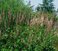 Persicaria amplexicaulis Rosea Samplant - Samplant