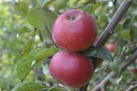 Zuil-appelboom