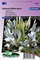 Cleome Spinosa zaden White Queen Kattensnor