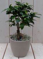 Bonsai Ficus microcarpa taupe pot 30 cm - Warentuin Natuurlijk