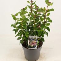Sneeuwbal (Viburnum tinus “Lisa Rose”®) heester - 40-50 cm (C4.5) - 9 stuks