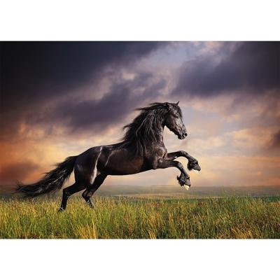 Dieren poster zwart paard galopperend A1 - 84 x 59 cm - Kinderkamer