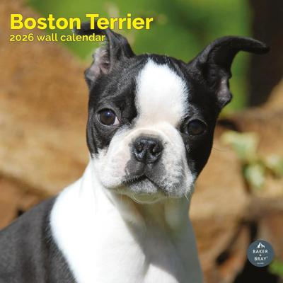 Boston Terrier Kalender 2026