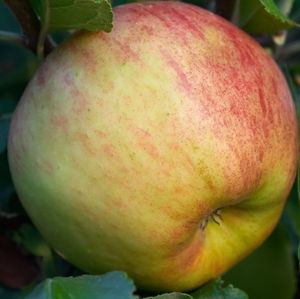 Appelboom 'Elstar' halfstam zelfbestuivend
