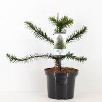 Araucaria araucana 45 cm - Warentuin natuurlijk Araucaria araucana 45 cm - Warentuin natuurlijk