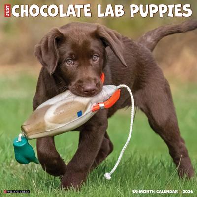 Labrador Retriever Bruin Puppies Kalender 2026