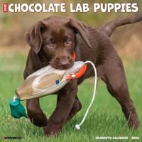 Labrador Retriever Bruin Puppies Kalender 2026