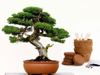 Bonsai Boompje Kit