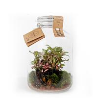 Ecosysteem Fittonia in weckpot (DIY)