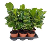 Ficus Tibaco - Bambino Potmaat 17 H60-70 kamerplant Beautanic Lifestyle - Beautanic lifestyle