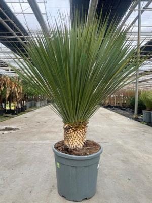 Yucca rostrata 25 liter pot - Oosterik home