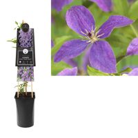 Klimplant Clematis So Many Lavender Flowers PBR 75 cm - Van der Starre